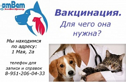 Вакцинация домашнего животного